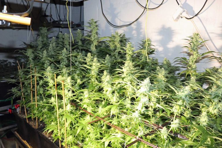 Brand und Cannabis