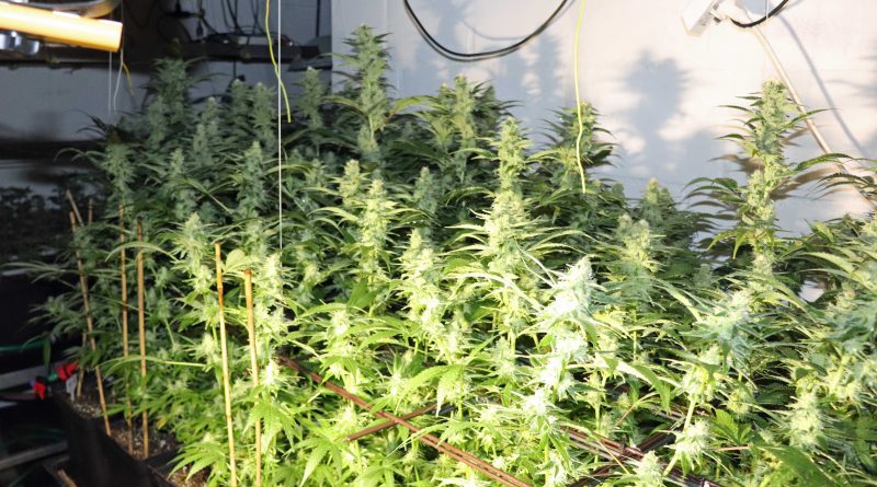 Dachgeschossbrand und Cannabisplantage gefunden