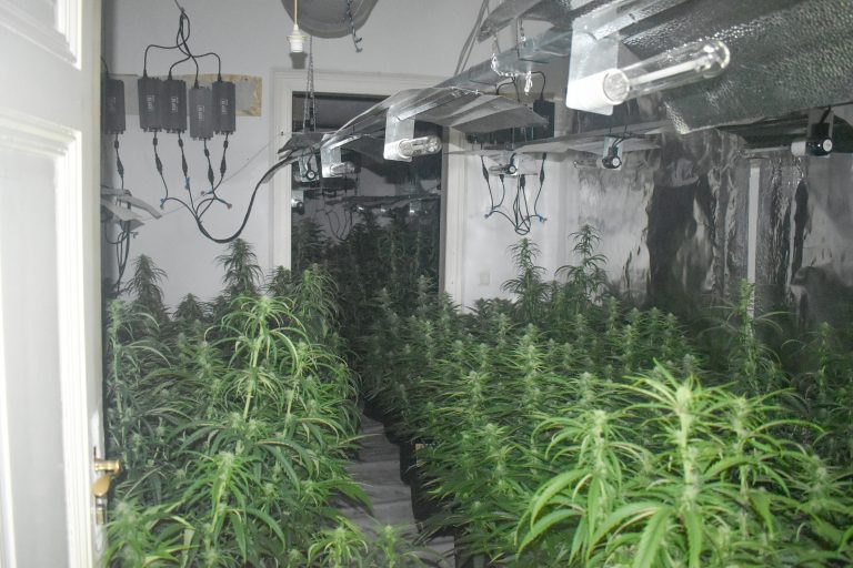 Intensive Ermittlungen der Polizei führt zur erfolgreichen Durchsuchung einer Lagerhalle mit Cannabis Pflanzen