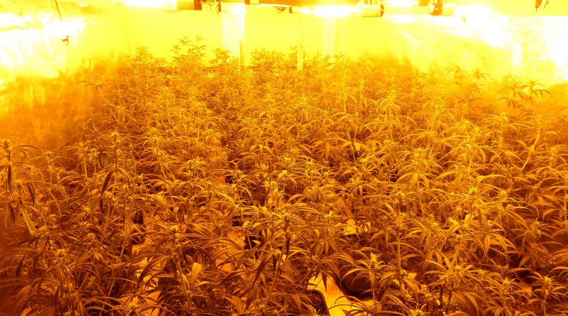 Per Zufall entdeckt Polizei Cannabis Plantage