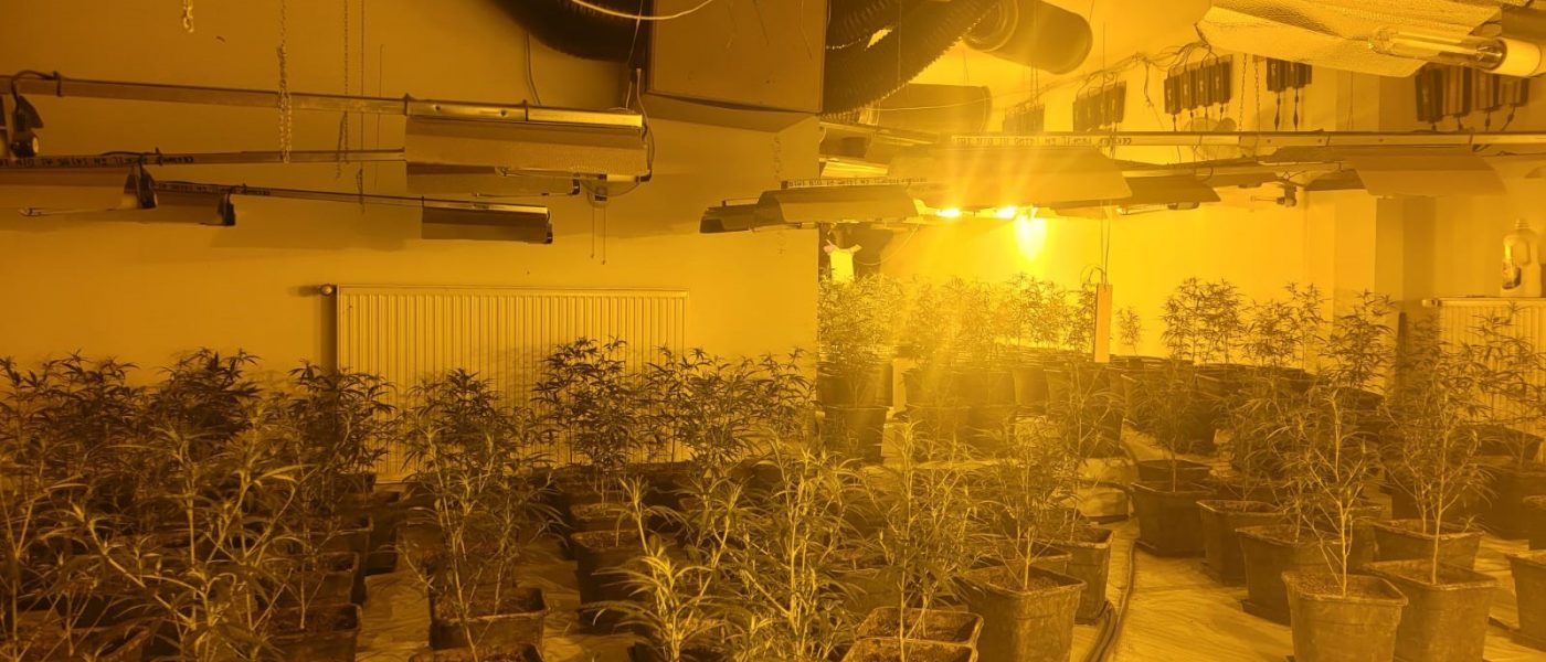 Foto aus einer der beiden Plantagen.