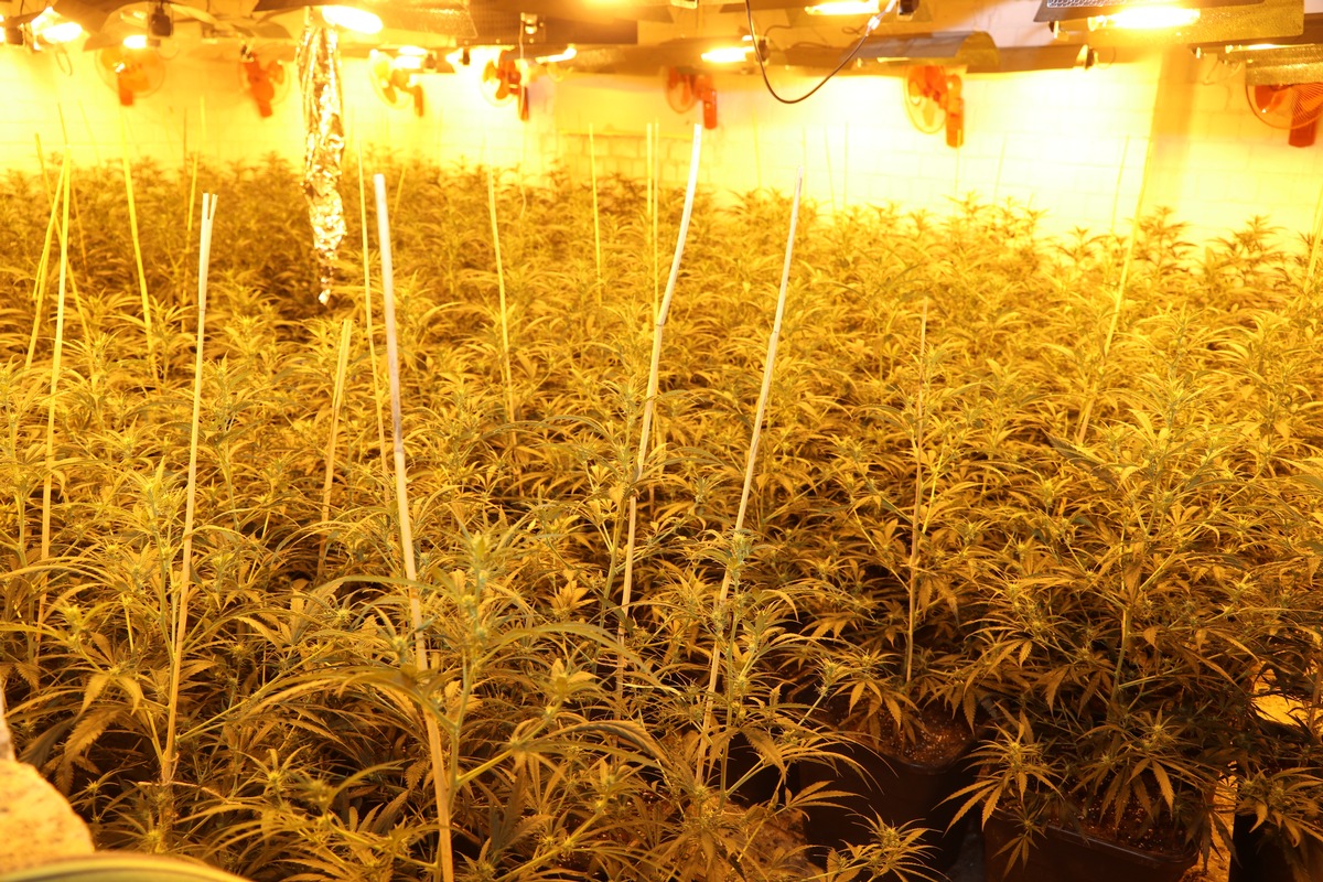 Übersicht der Cannabispflanzen