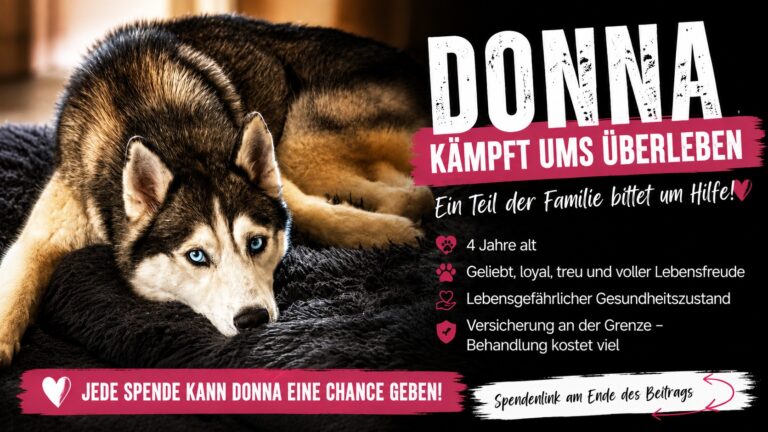 Donna_Titelbild_Spendenaufruf_Moenchengladbach