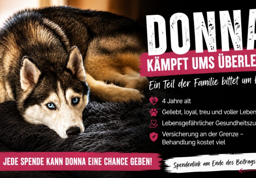 Donna_Titelbild_Spendenaufruf_Moenchengladbach